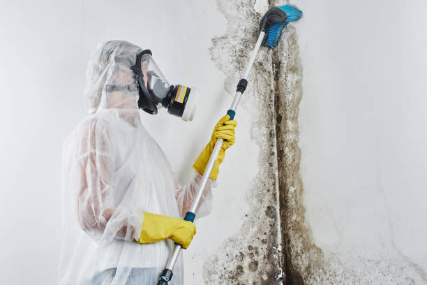 Mold Remediation for Rental Properties in Leipsic, OH