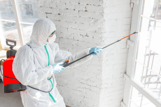 Best Black Mold Removal  in Leipsic, OH